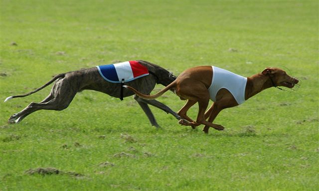 Pharaoh Galgo coursing