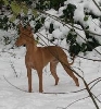 Mellon in snow