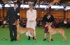 Crufts BOB and BOS