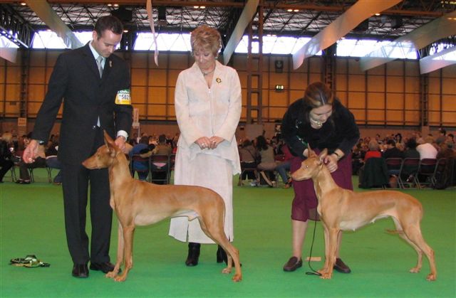 Crufts BOB and BOS
