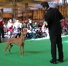 Crufts Veteran Kalel
