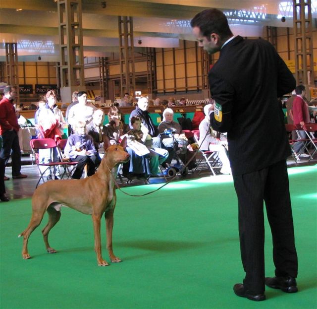 Crufts Veteran Kalel