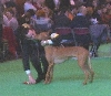 Crufts the kiss