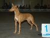 Kal-el Dog Show Goes