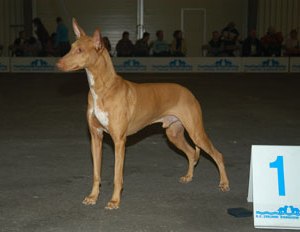 Kal-el Dog Show Goes