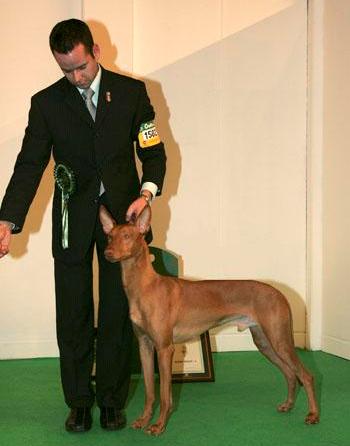 Mellon Crufts Group 4