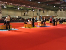 Herning Denmark JR show