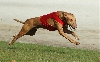 Kal-el lure coursing