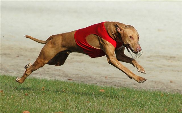 Kal-el lure coursing