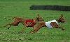 Sanna and Kal-el NKC 2005 lure coursing