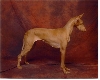 AKC & NL CH Katobi's Kryptonite Wijchen