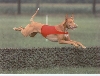 Sovrin Superman Lure Coursing jump