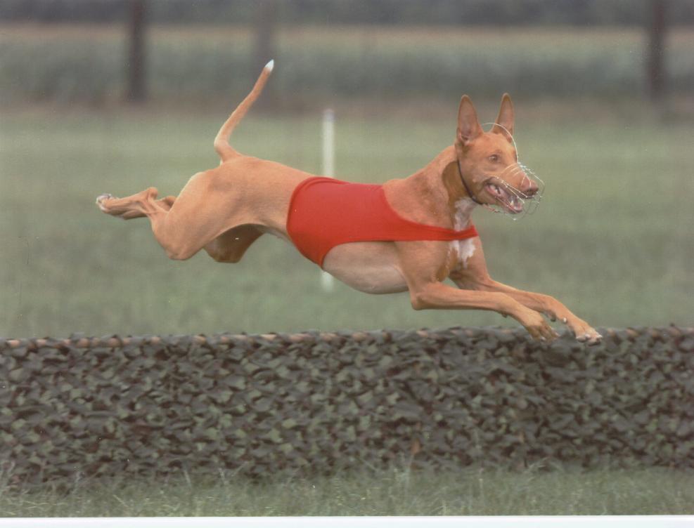 Sovrin Superman Lure Coursing jump