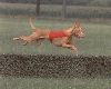 Faouziah's Chesen Amon An Lure Coursing