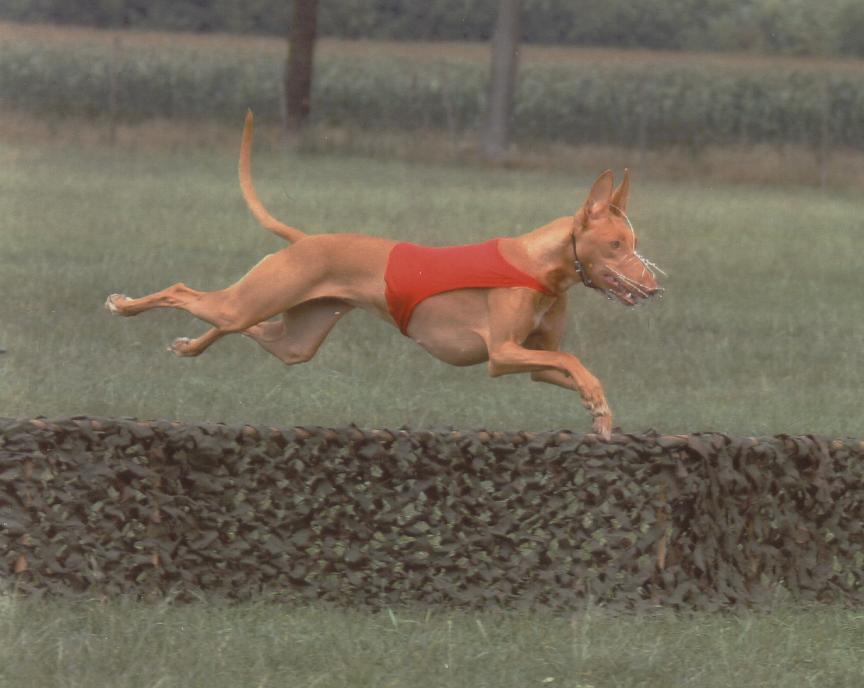 Faouziah's Chesen Amon An Lure Coursing