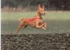 Faouziah's Bohemia Coursing jump