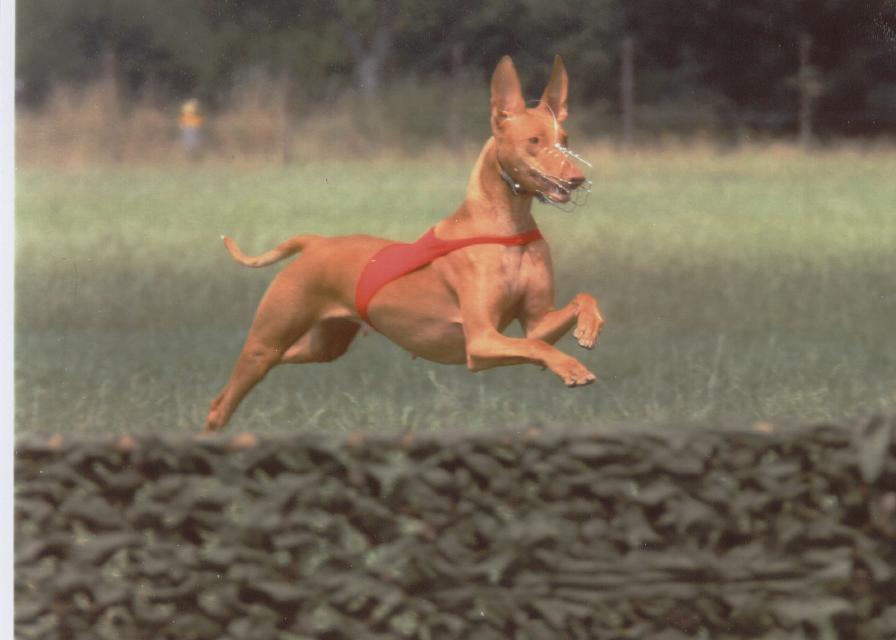 Faouziah's Bohemia Coursing jump