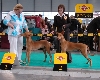 Wold show Poland