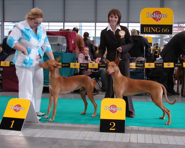 Wold show Poland