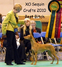Sequin Crufts Bitch CC 2010