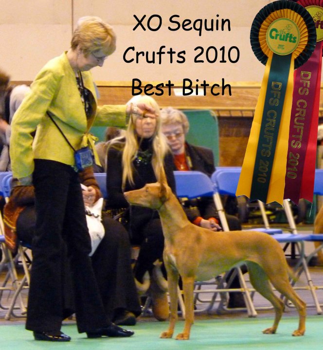 Sequin Crufts Bitch CC 2010