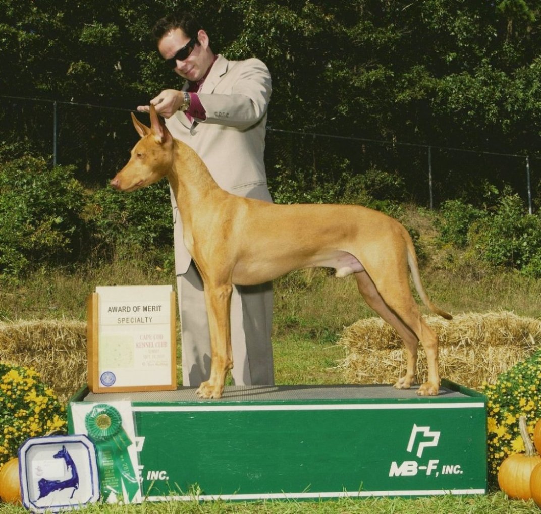 PHCA Eastern 2010 AOM-GCH XO EZ JC