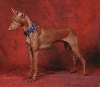 XO's Immortal at Anharbn 9 months