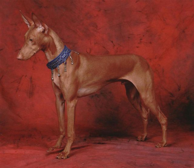 XO's Immortal at Anharbn 9 months