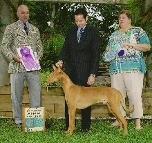 Winners Dog PHCA 2010 National - XO Rudamun