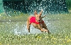 Faouziah's Bohemia Coursing