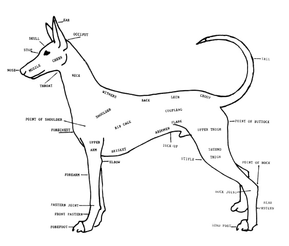 illustrated standard