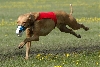 Kal-el Leek Coursing
