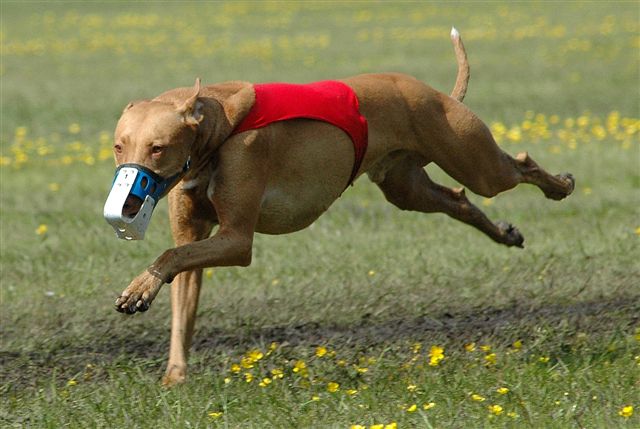 Kal-el Leek Coursing
