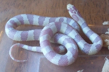 50/50 albino