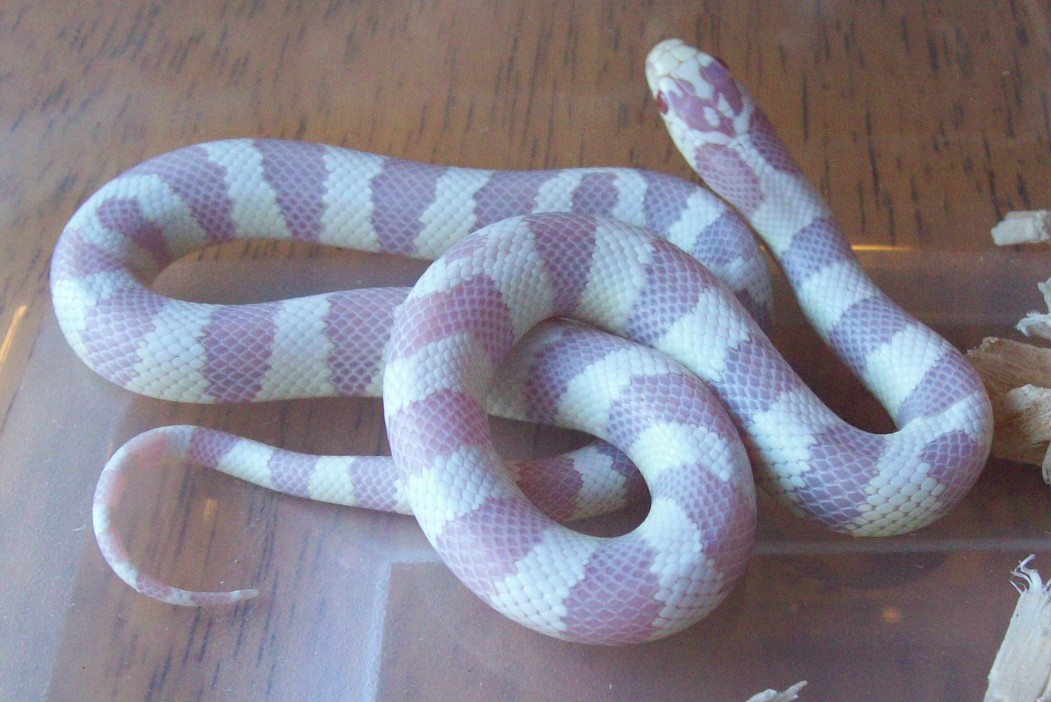 50/50 albino
