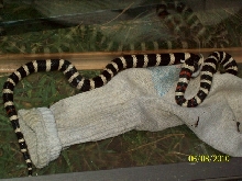 calimtking2010