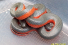 regalringneck 2010