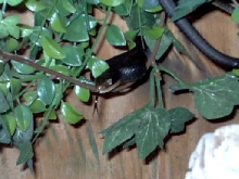 Smokeyh2