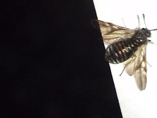 Another pic of the Mystery Insect-#4