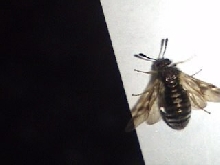 Another pic of Mystery insect-#3