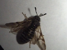 Another pic of the Mystery insect-#2