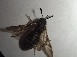 Another pic of the Mystery insect-#2