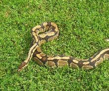 Slither