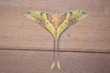 Moth from Laos