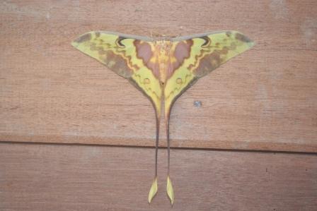 Moth from Laos