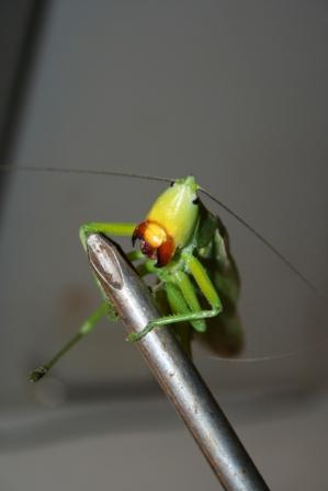 same mad hopper