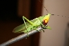 Green aggressive and  bites