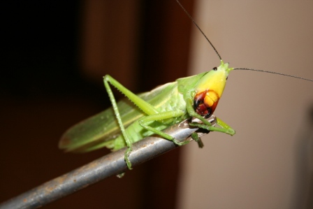 Green aggressive and  bites