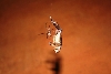 Cricket for lunch