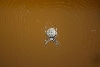 Grey spider
